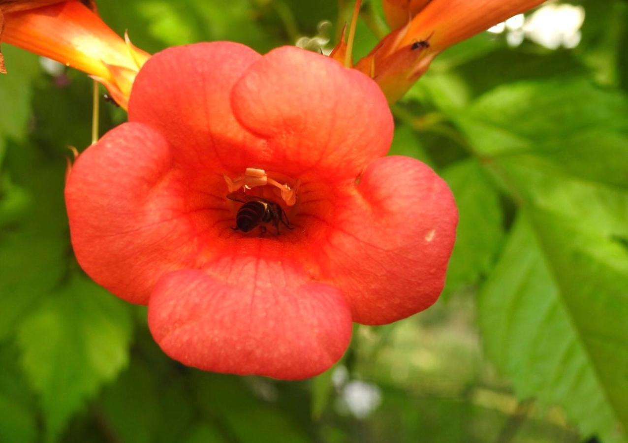 Gite Mon Paradis วัลลงปงต์ดาร์ก ภายนอก รูปภาพ